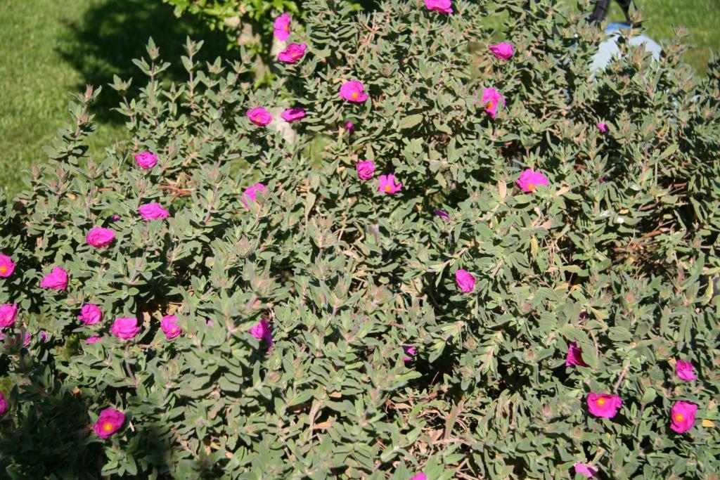 Les Hibiscus Bed & Breakfast Maisons-Laffitte Eksteriør bilde